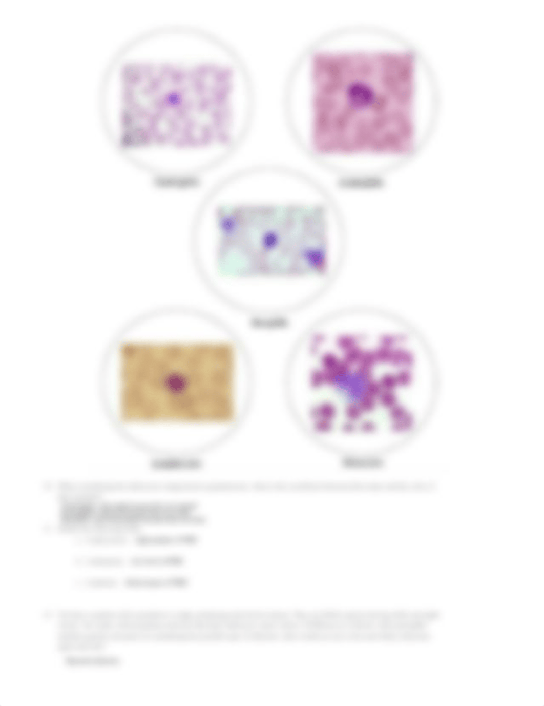 [03 - Cardiovascular System Blood] - Lab 3 - Lab Report Cardiovascular System Blood (1).pdf_dsrzm7zuoi9_page2