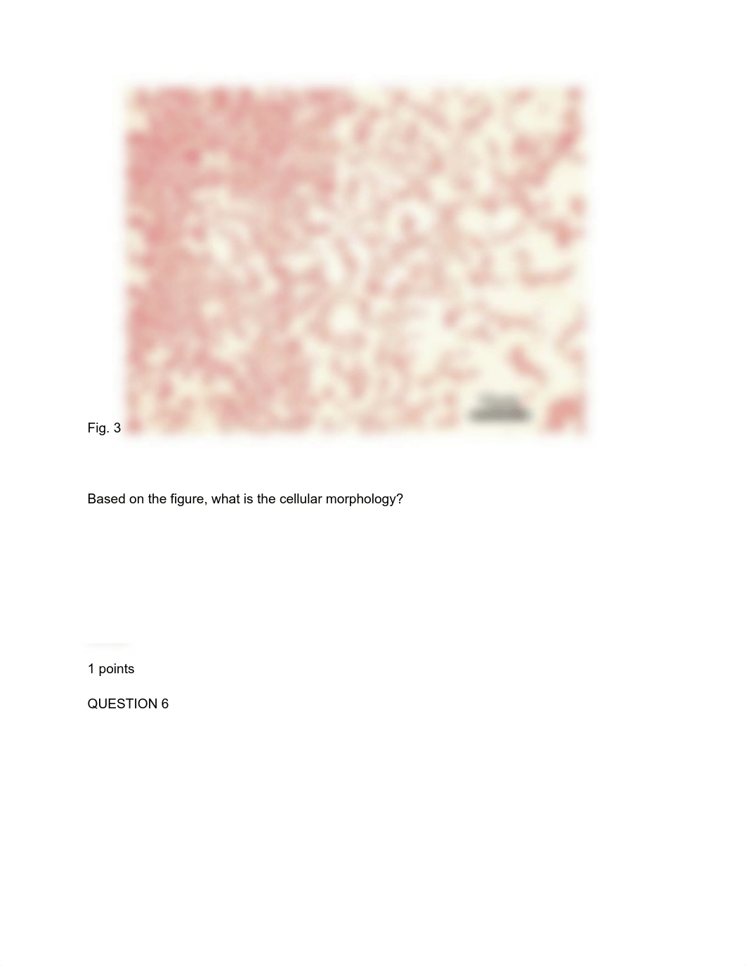 Bio lab quiz .pdf_dss0rmsup27_page4