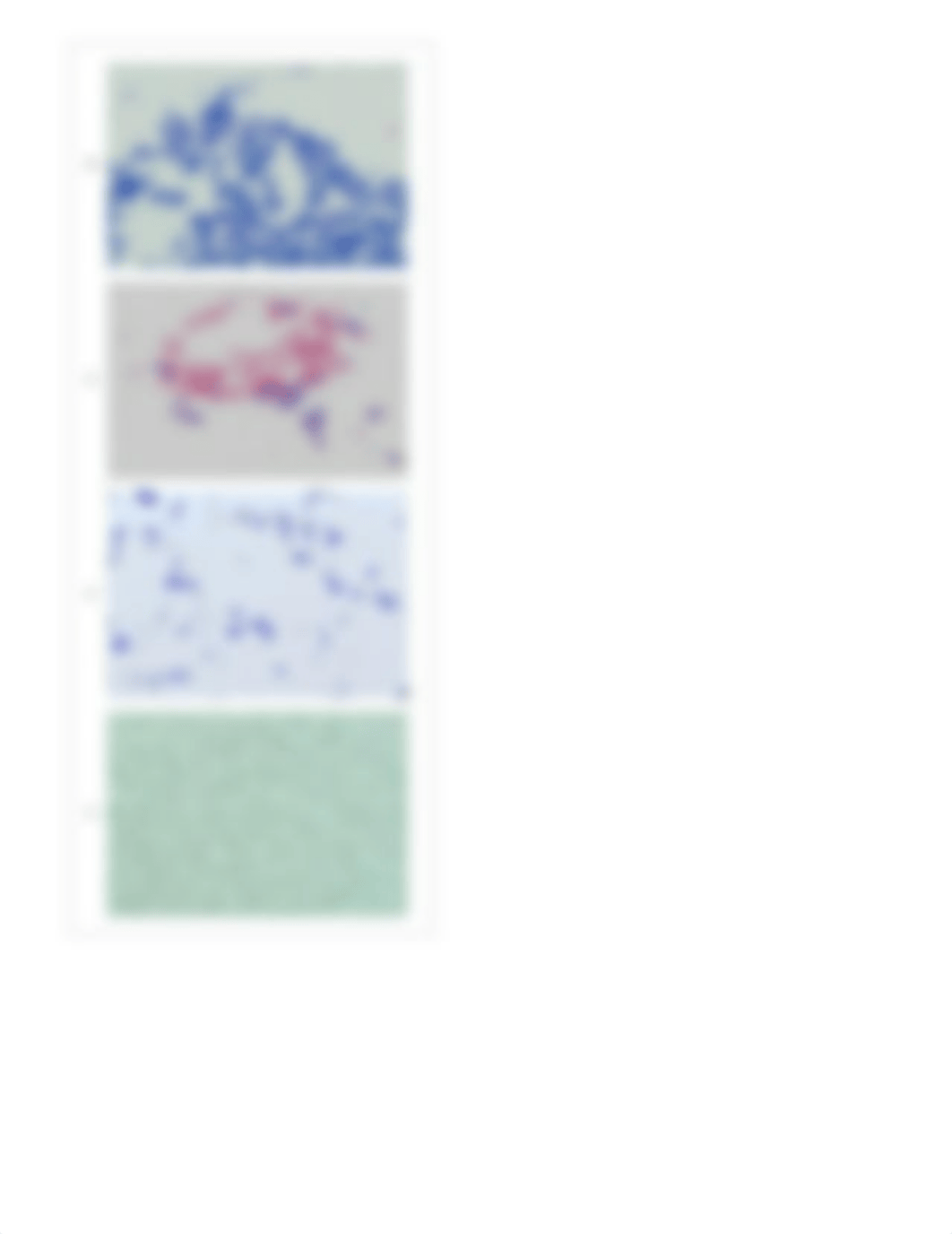 Virtual Bacterial Staining Lab.pdf_dss7k6fkplc_page3