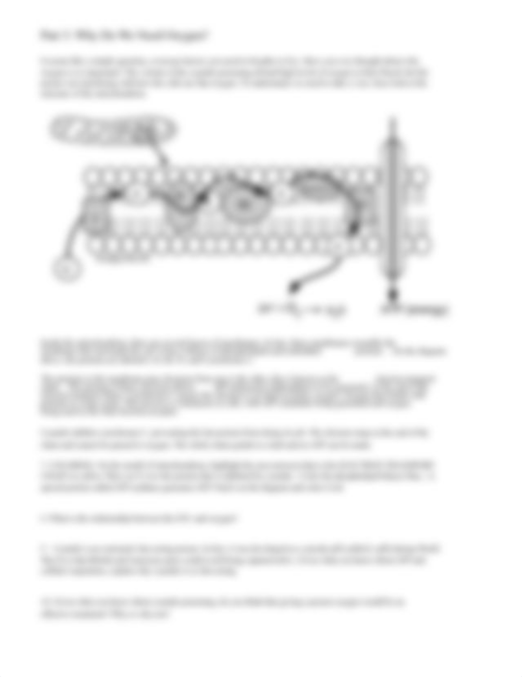 Cellular respiration and fermentation.doc_dsshpmzilgy_page3