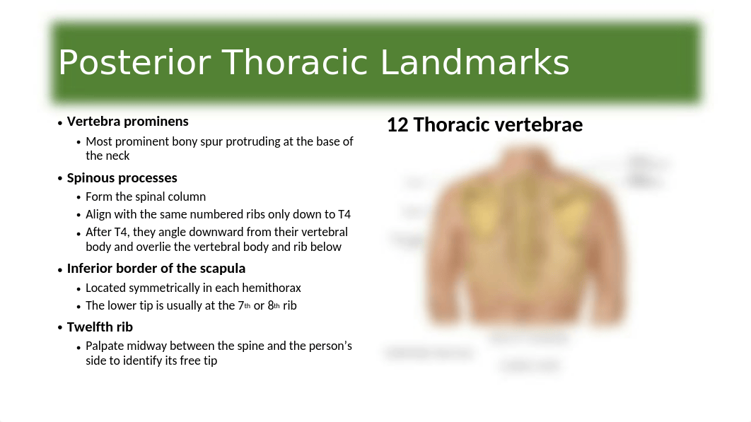 Chapter 19 Thorax and Lungs - Respiratory System1.pptx_dst7bqvi66m_page3