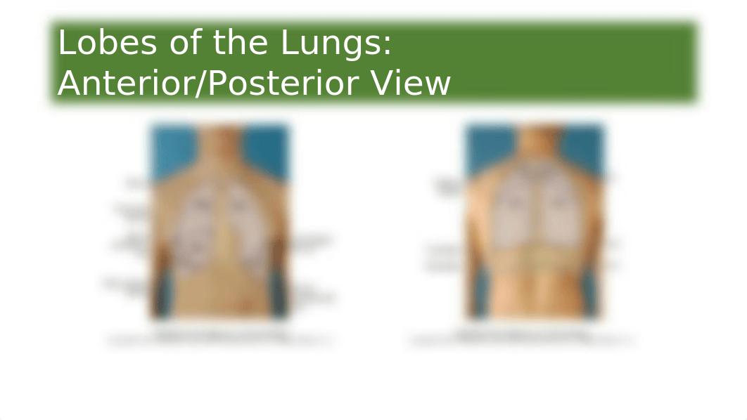 Chapter 19 Thorax and Lungs - Respiratory System1.pptx_dst7bqvi66m_page5