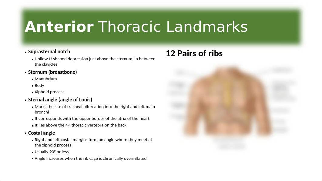 Chapter 19 Thorax and Lungs - Respiratory System1.pptx_dst7bqvi66m_page2