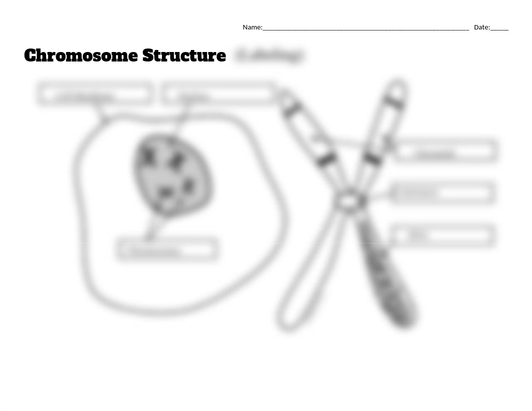 Copy_of_Chromosome_Structure_(Label)_dstn0uum0k3_page1