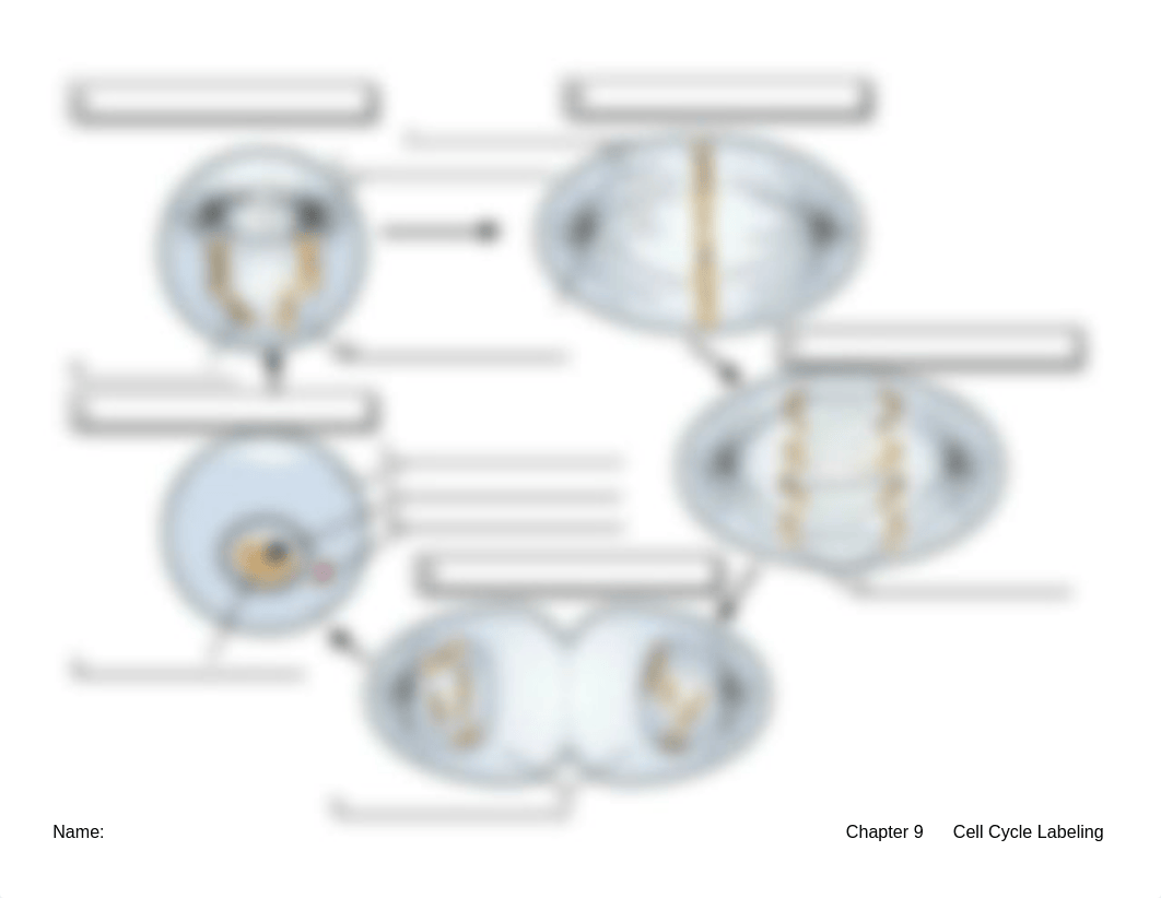 Cell Cycle Labeling.docx_dsuq66lcwcb_page1