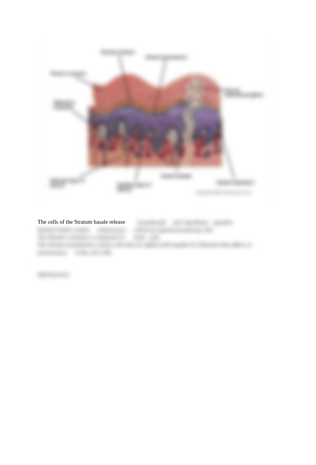 Integumentary System.docx_dsw4w19kua5_page2