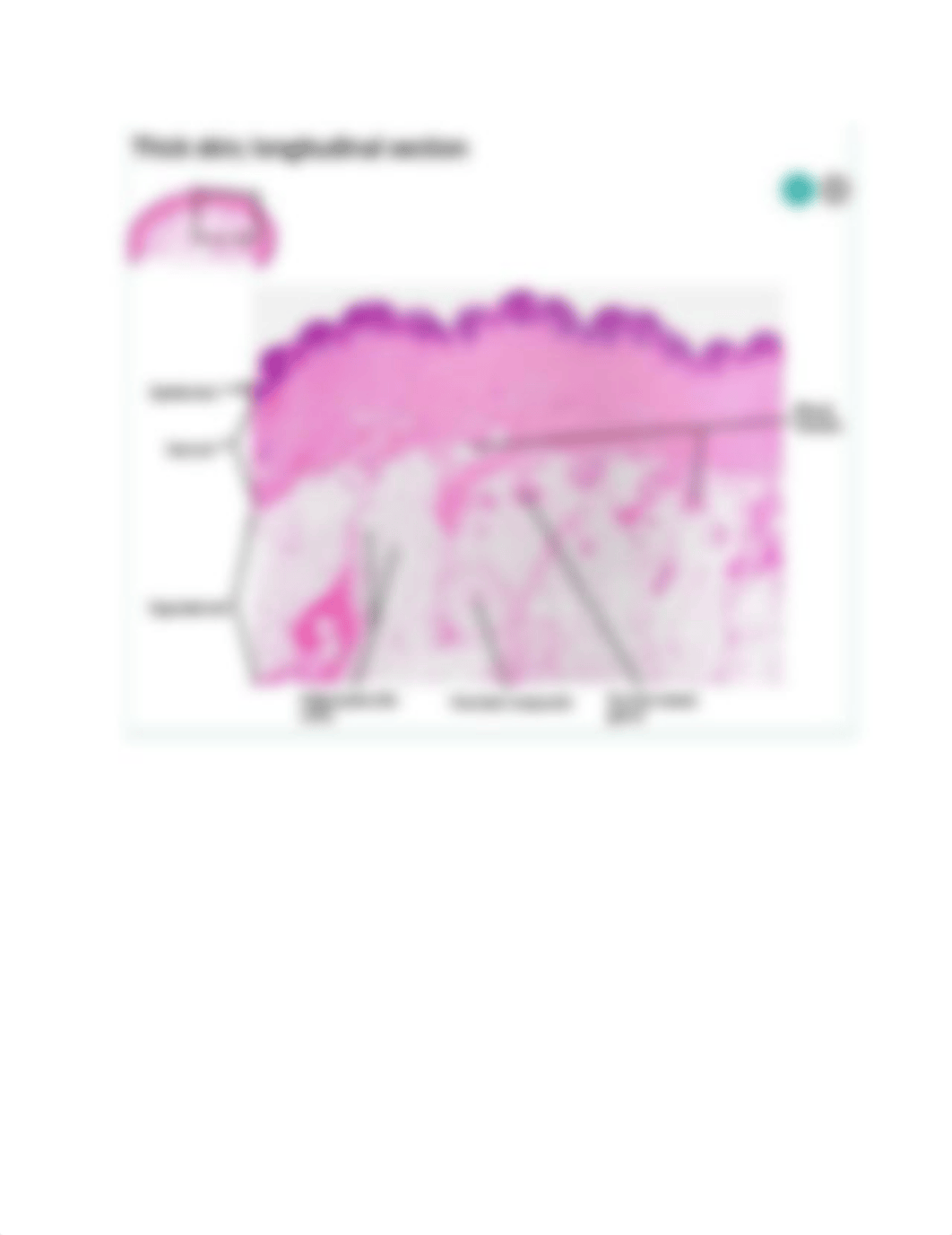 Integumentary System.docx_dsw4w19kua5_page3