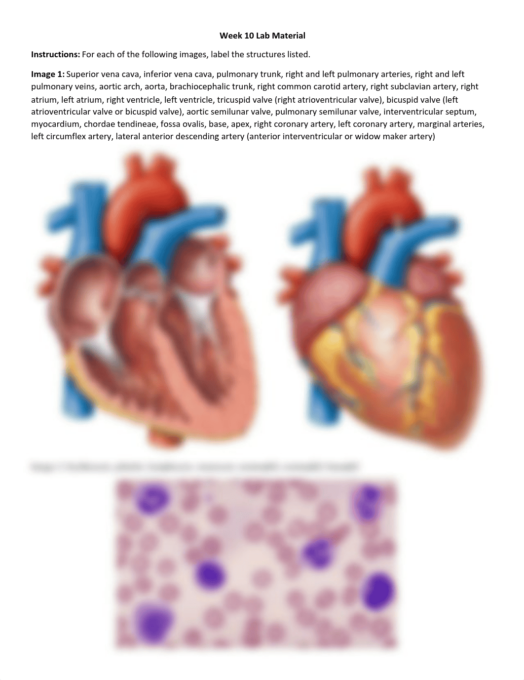 Week 10 Lab Material.pdf_dsw812xo3pu_page1