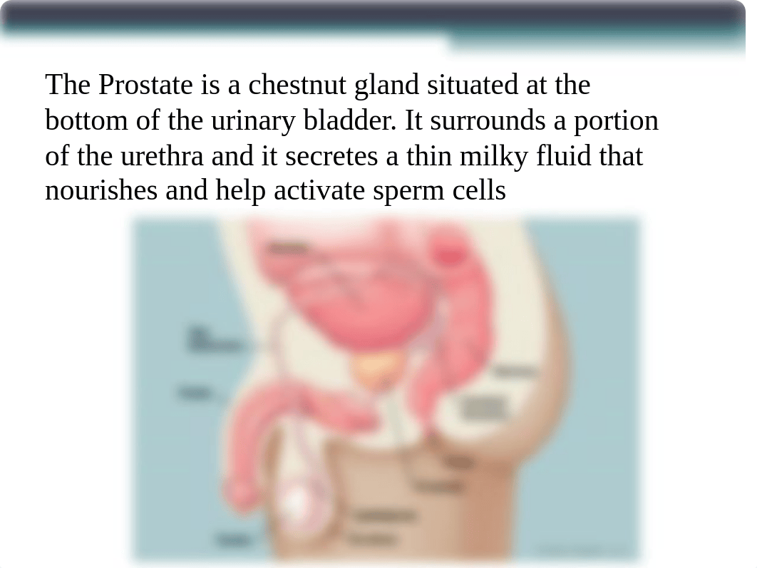 INTRODUCTION TO PROSTATE DISORDERS (1).ppt_dswqzrx31p9_page3