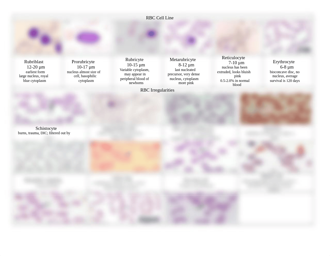 RBC Cell Line.docx_dsx2gf30umw_page1