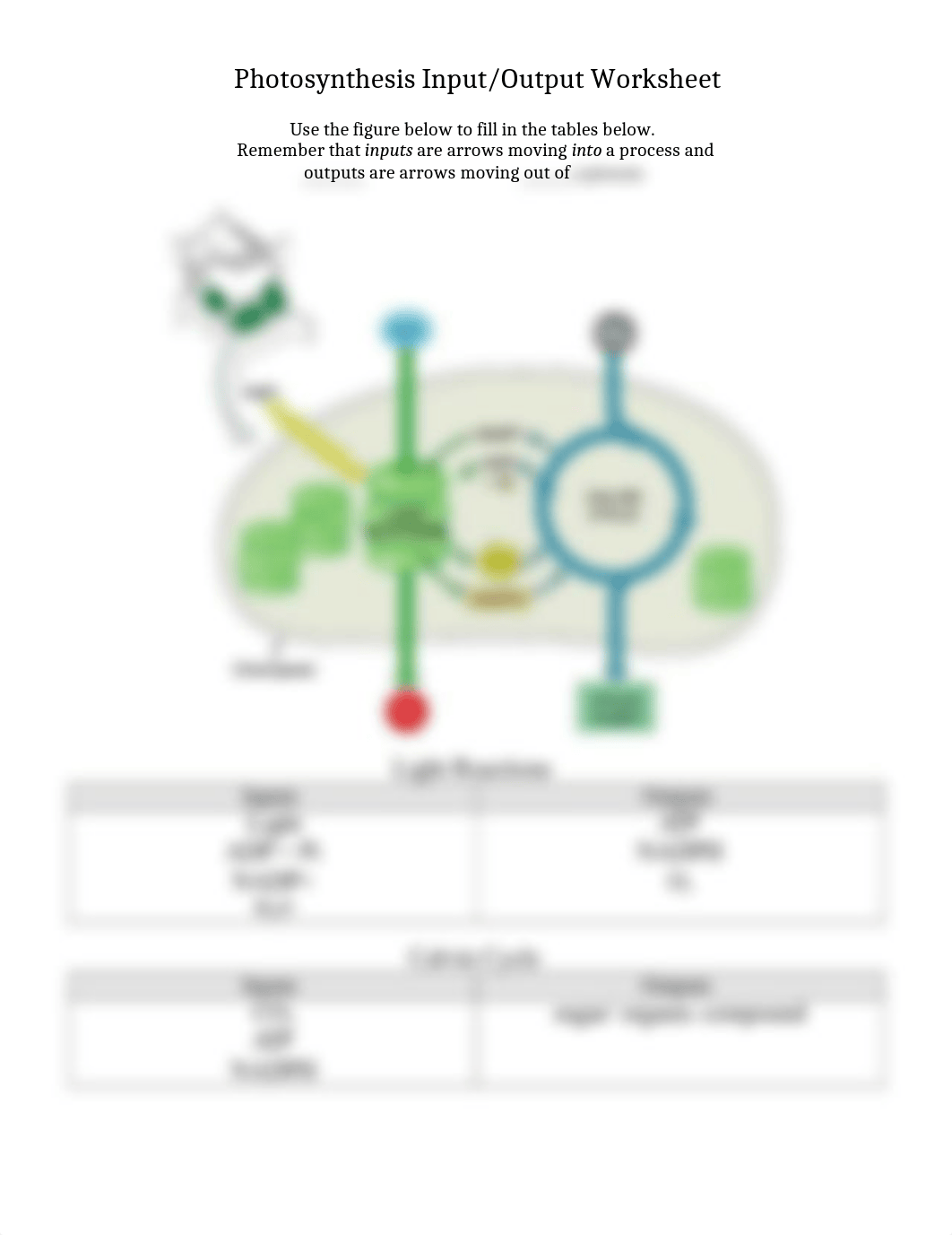 Ch 10 Photosynthesis Input Output worksheet.docx_dsxa7vqw745_page1