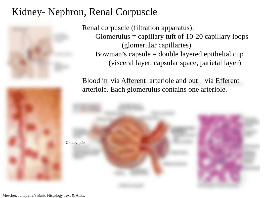 101416 Histo Urinary System - student_dsxm5s4gzk1_page5