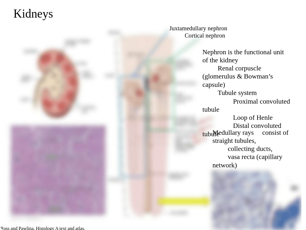 101416 Histo Urinary System - student_dsxm5s4gzk1_page3