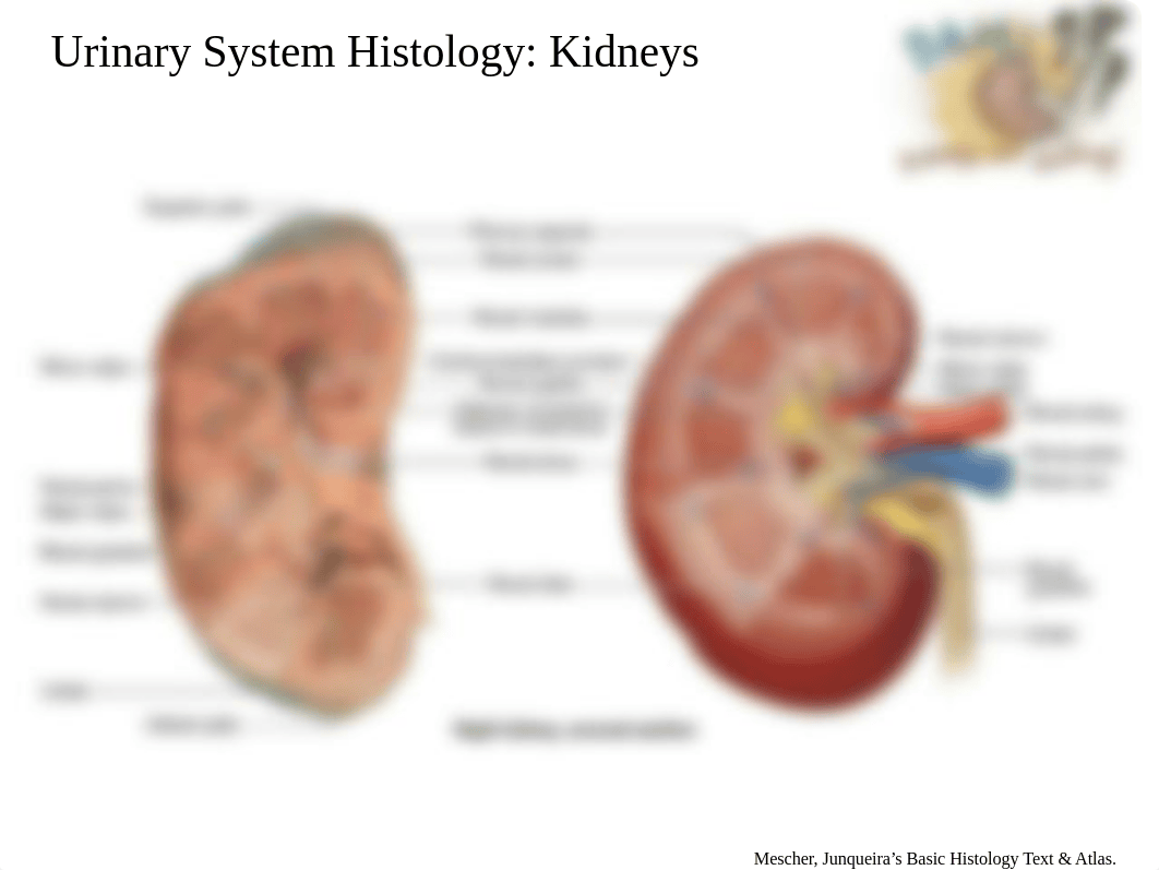 101416 Histo Urinary System - student_dsxm5s4gzk1_page2