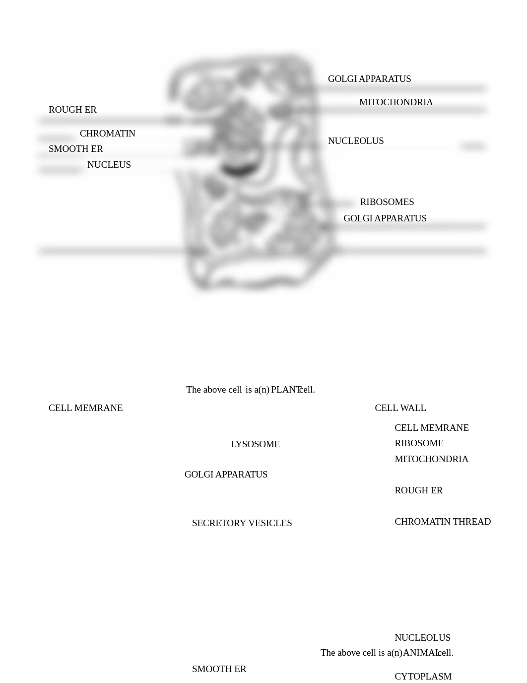 04Cell Structure and Function v2.docx_dsxtpr8umq6_page2