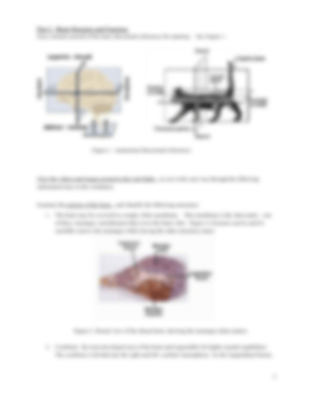 B120 Lab #11 Nervous System and Senses.docx_dsyallyv99s_page2