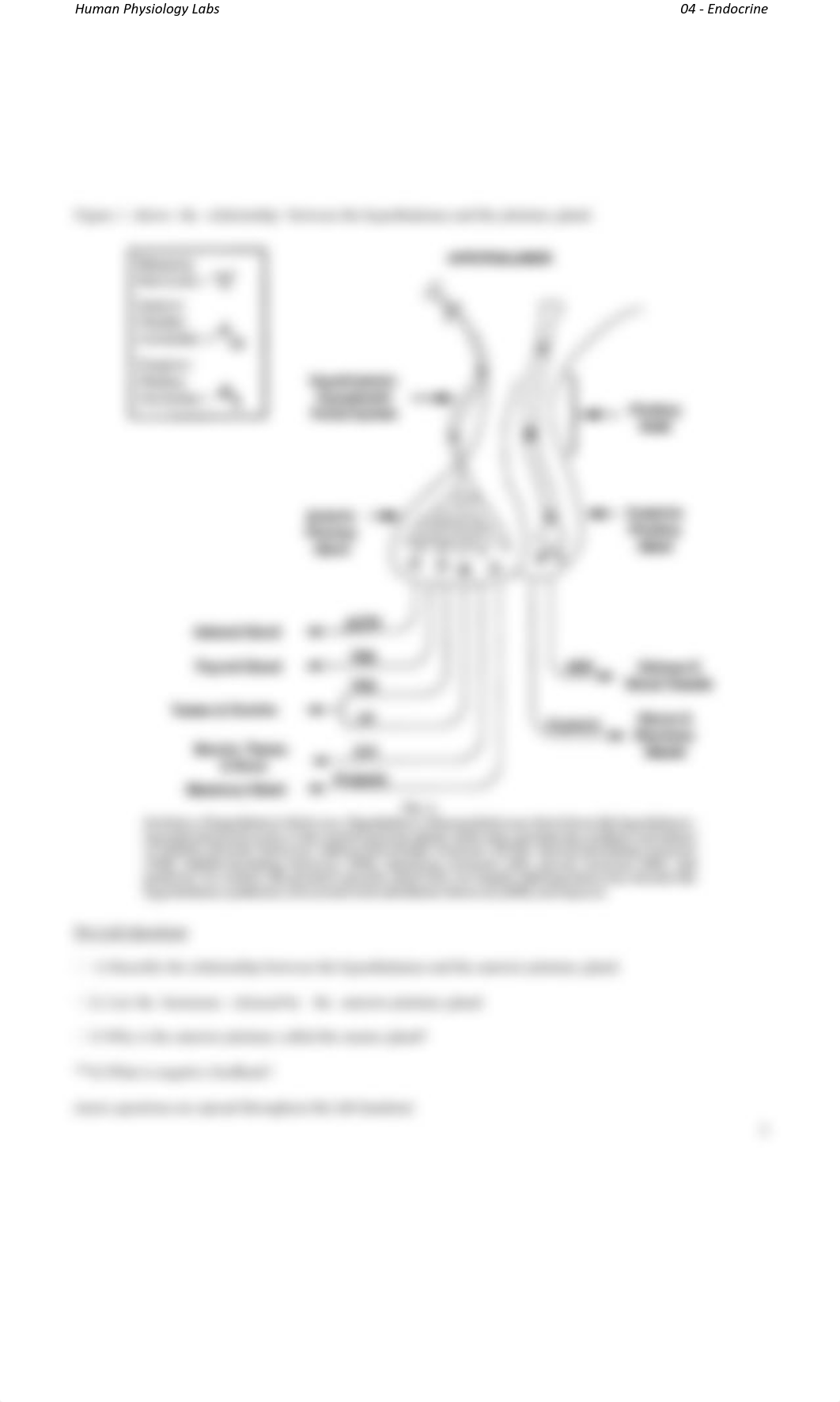 Lab 4- Endocrine Physiology.pdf_dsypnrvttso_page2