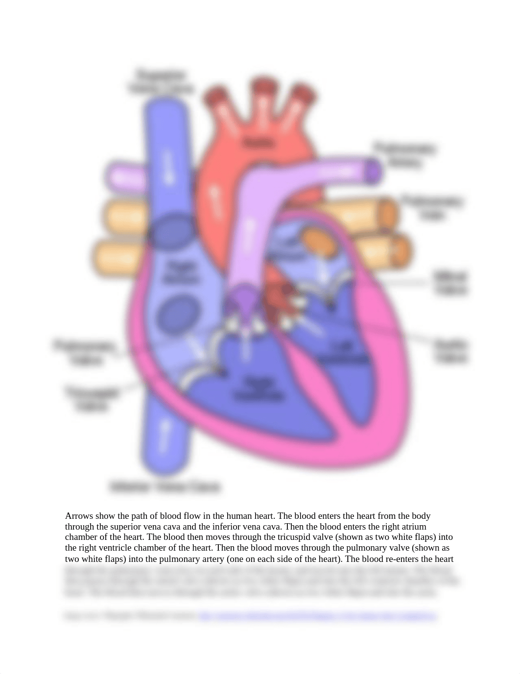 blood flow through the heart.pdf_dsyv6axdwmq_page1