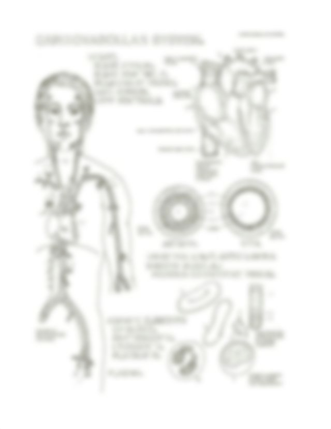 cardiovascular worksheet_dsz6slczozk_page2