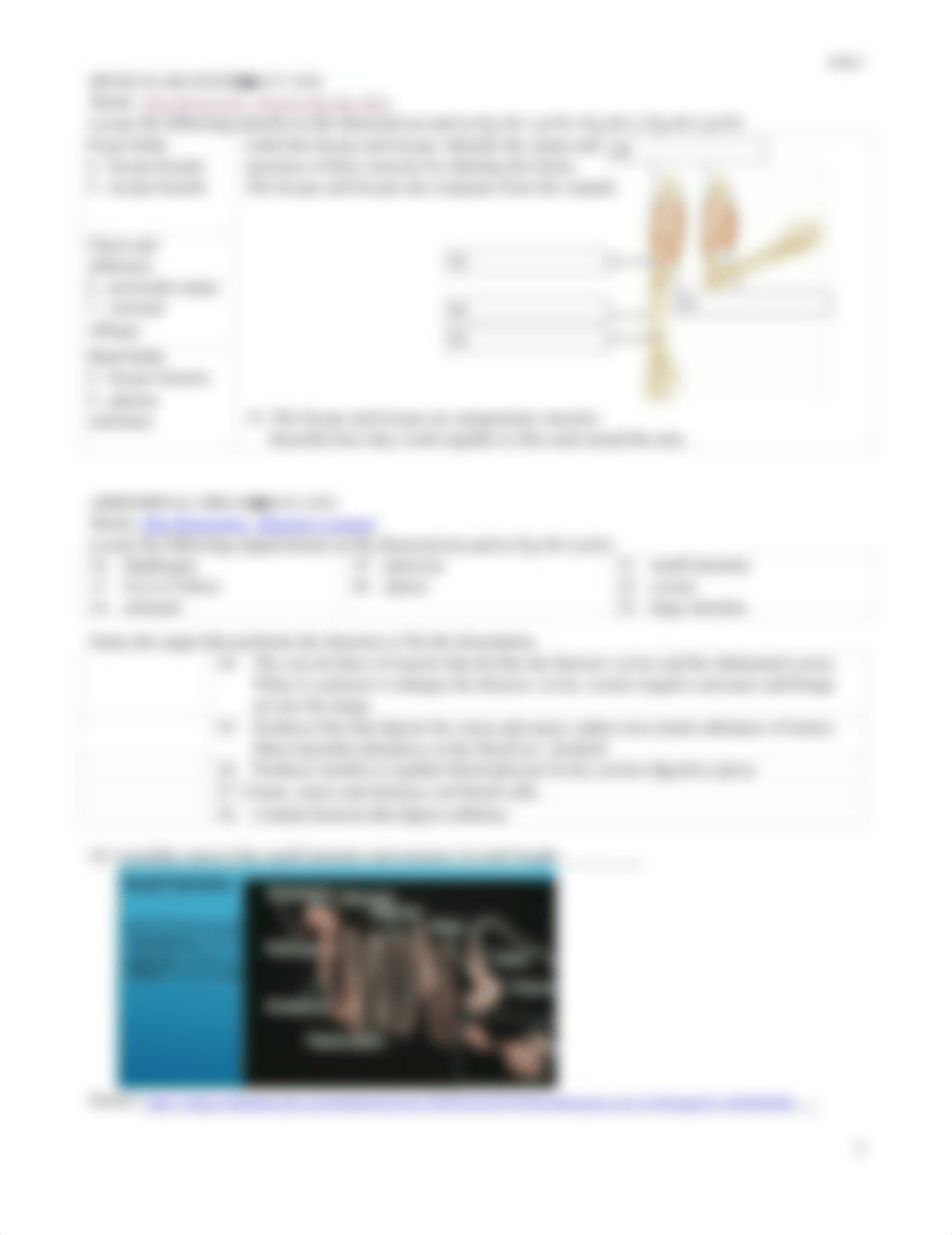 Rat Dissection Virtual Lab Worksheet and Review for Test 3 200330.pdf_dszbkiskv68_page2