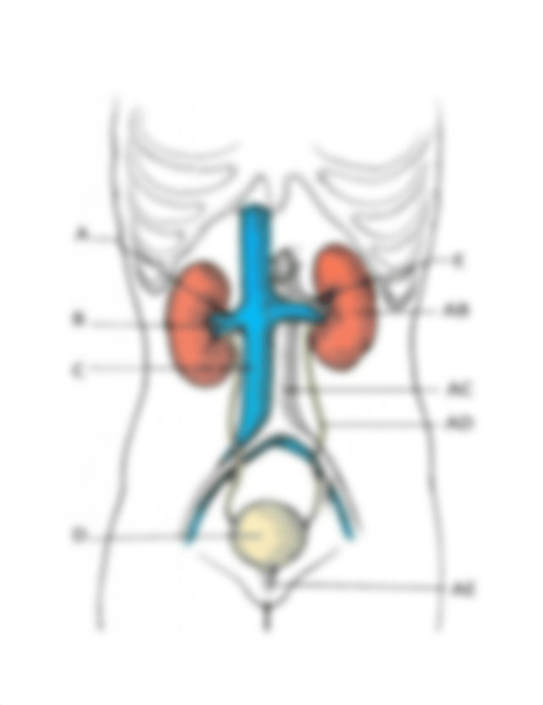 BIO 202 Week 9 Urinary System Labelling Worksheet JM.docx_dszldlaa2io_page1