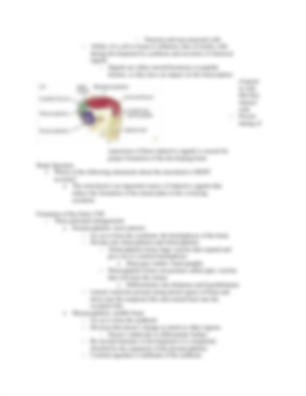 Early Brain Development.docx_dt0ypqtplfy_page3