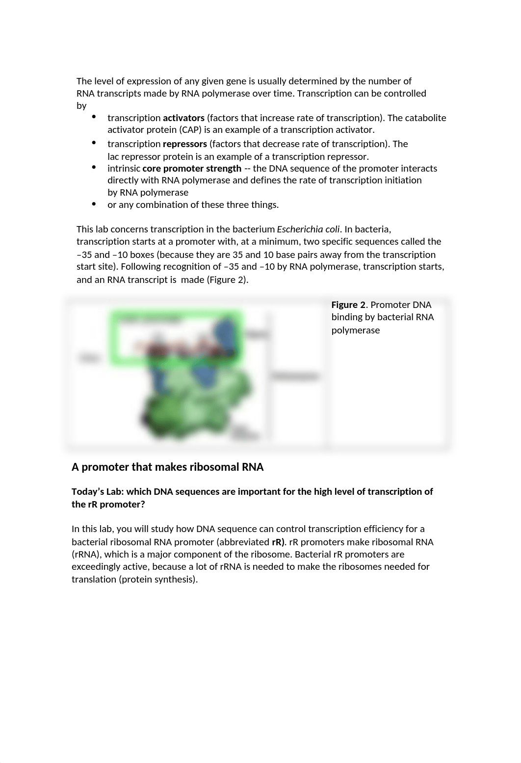 Lab 8 Gene Expression Lab Manual.docx_dt11twqjbu7_page2