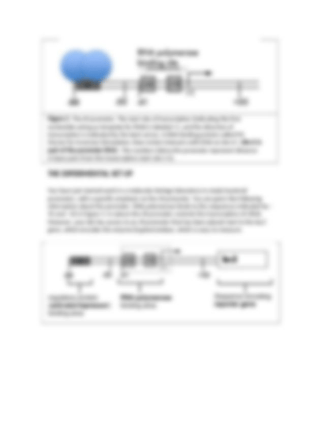 Lab 8 Gene Expression Lab Manual.docx_dt11twqjbu7_page3