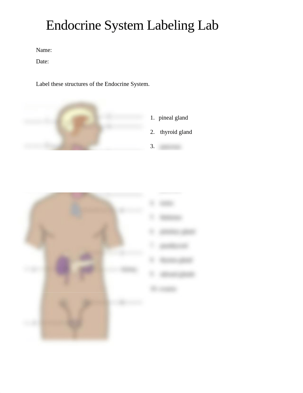 Lab_EndocrineSystemLabeling_20171109_AH101.docx_dt16429knoh_page1