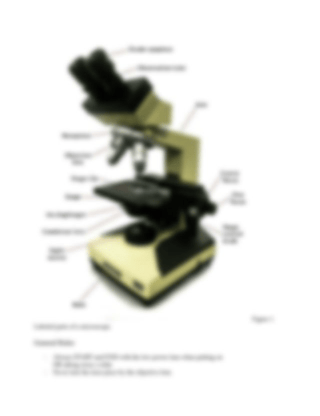 wet mount elodea_cheek-letter e - threads_scope.doc_dt19lbjyyvf_page4