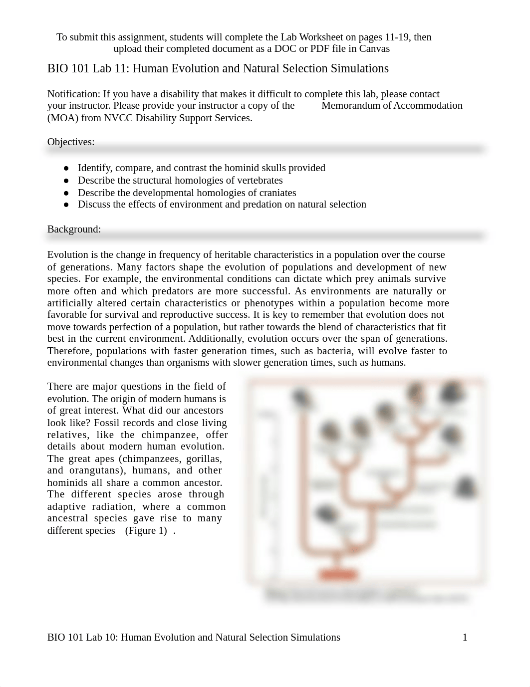 BIO 101 Lab 11, Human Evolution-2.docx_dt1w2wh4xcs_page1