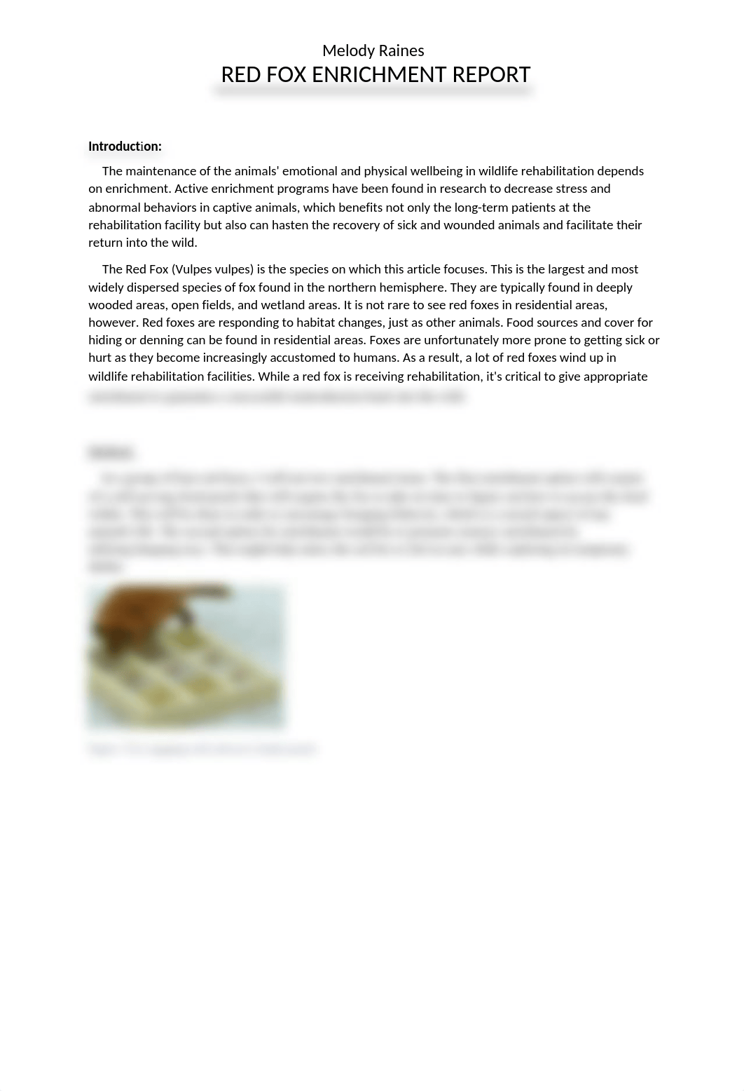 Red Fox Enrichment Report_Raines.docx_dt30i5c02gf_page1