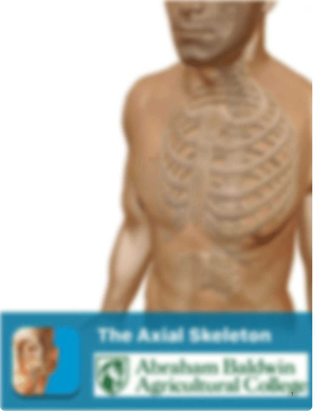 A&P1 Axial Skeleton.pdf_dt4w07yrqec_page1