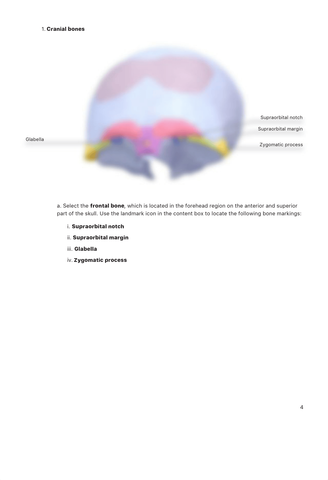 A&P1 Axial Skeleton.pdf_dt4w07yrqec_page4