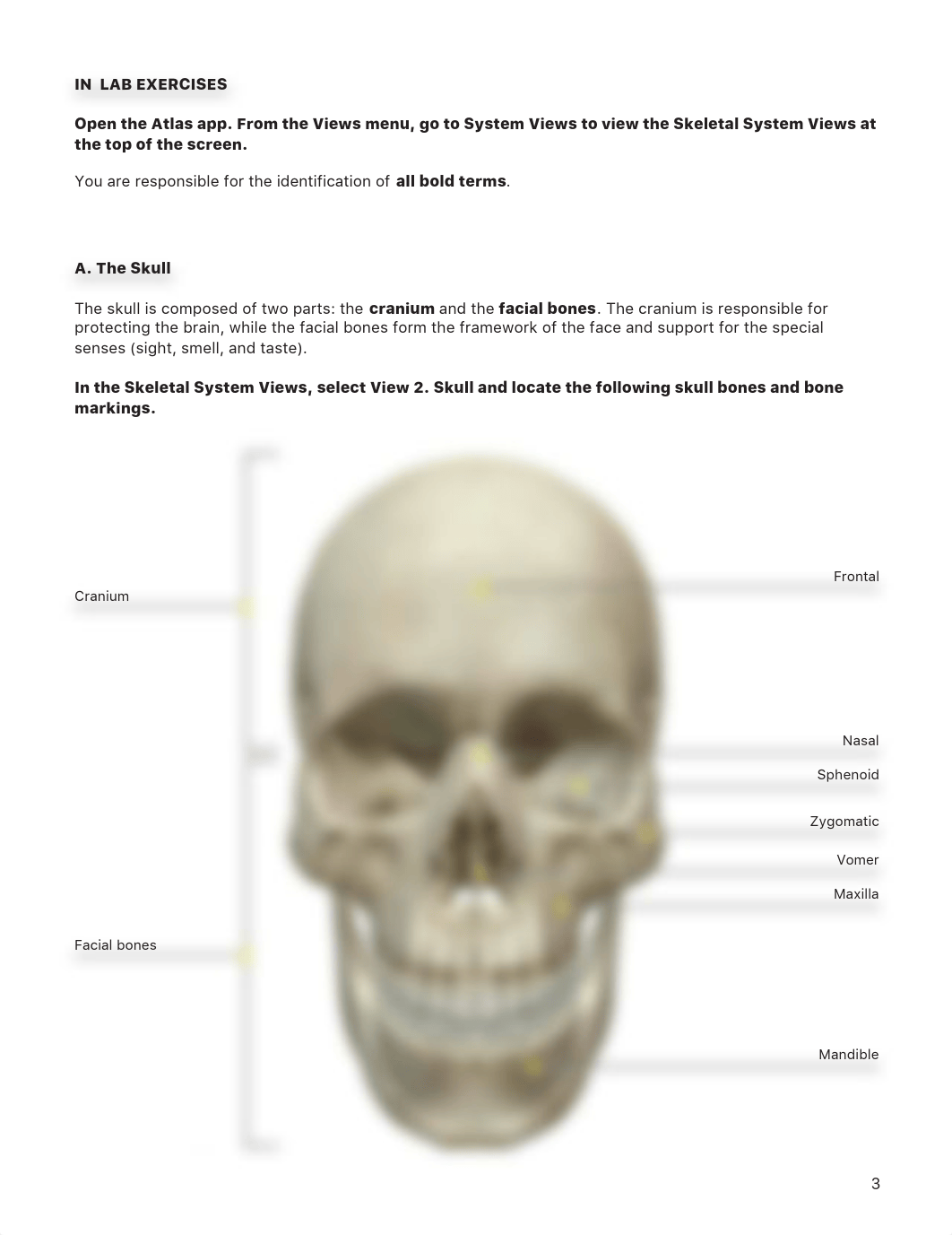 A&P1 Axial Skeleton.pdf_dt4w07yrqec_page3