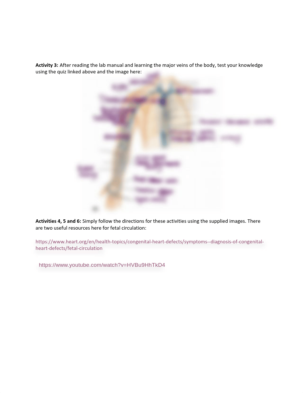 Exercise 32 - Anatomy of Blood Vessels.pdf_dt4wu0moqk6_page2