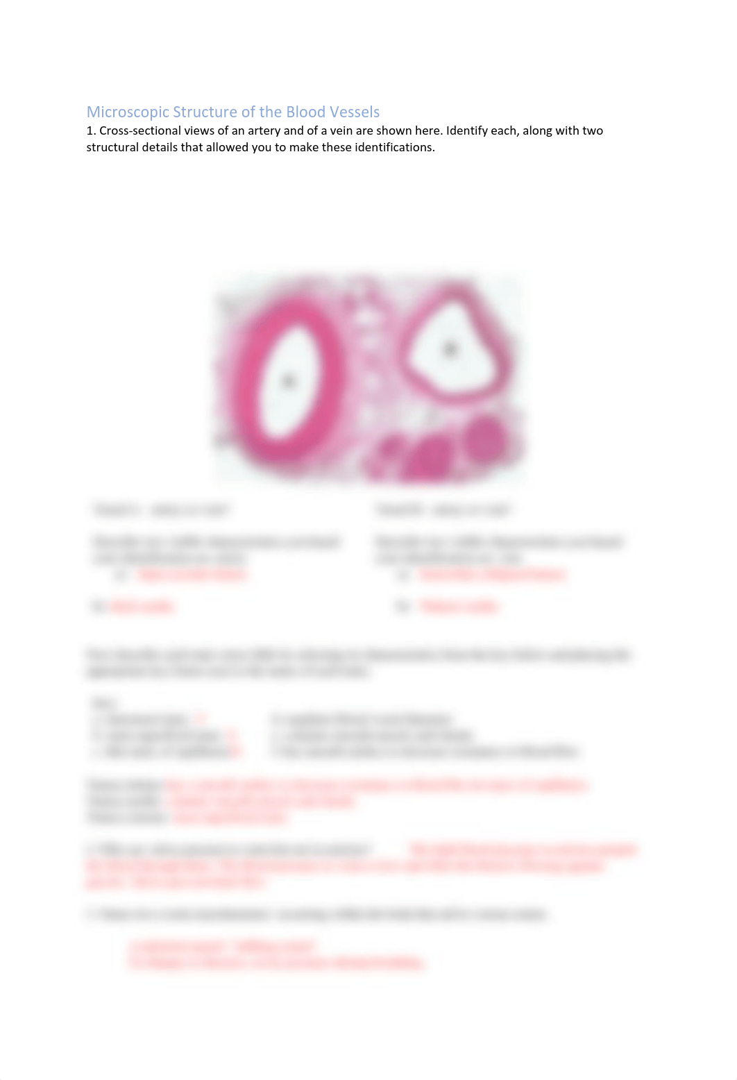 Exercise 32 - Anatomy of Blood Vessels.pdf_dt4wu0moqk6_page3