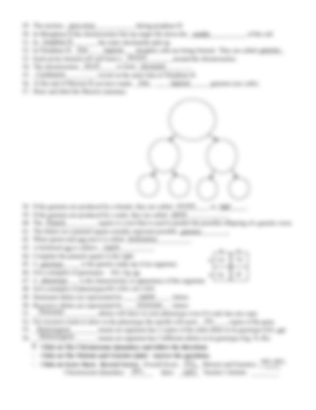 Snurfle Meiosis Worksheet.pdf_dt500ib960v_page2