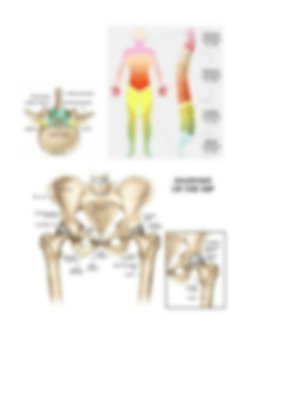 LE MSK cliff notes.docx_dt58zhve5i1_page1