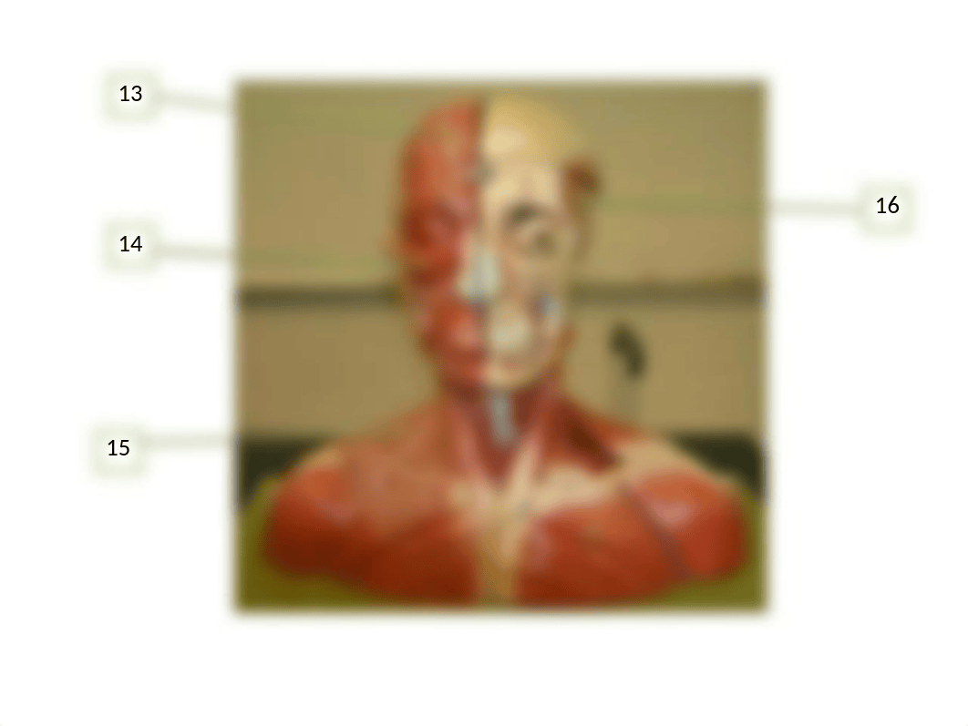 5.a. bio141 joint and muscle practice quiz (1).ppt_dt6adelh68n_page5