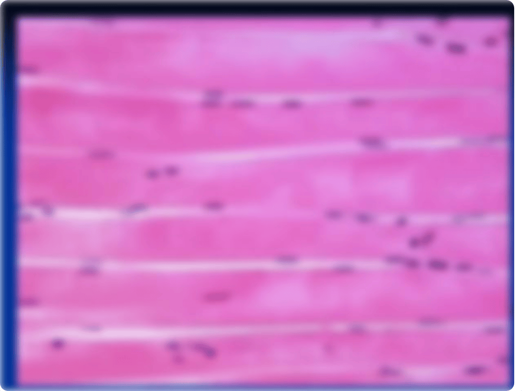 Muscle Tissue Practical - Lab_dt6u7ao5vrw_page2