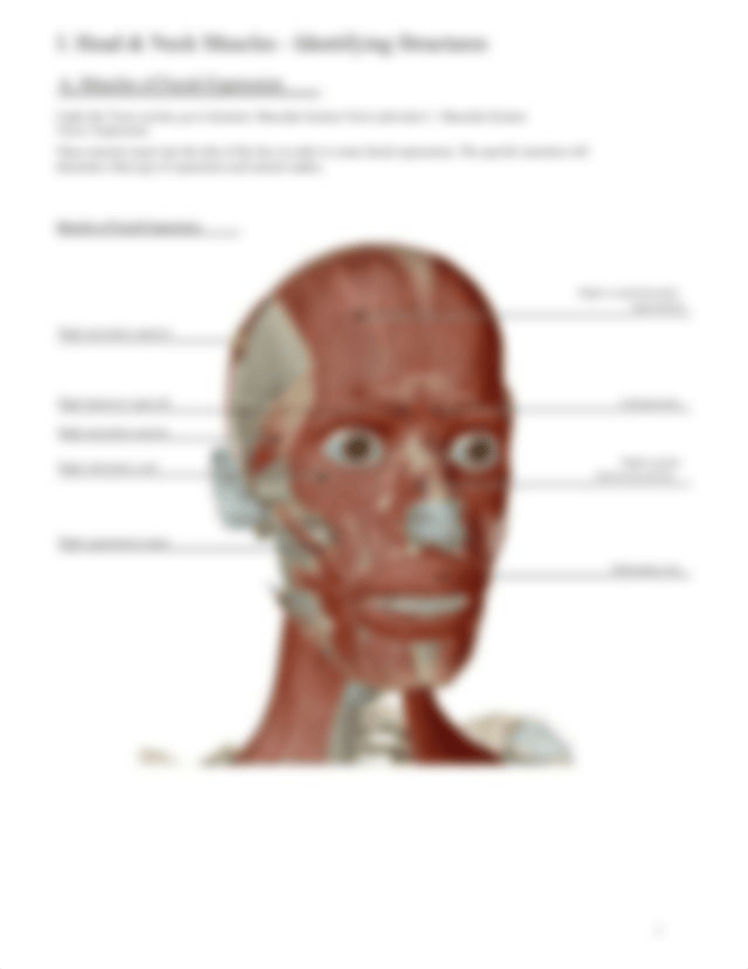 Head_and_Neck_Muscles_VB_Exercise.pdf_dt72u7ye29e_page3