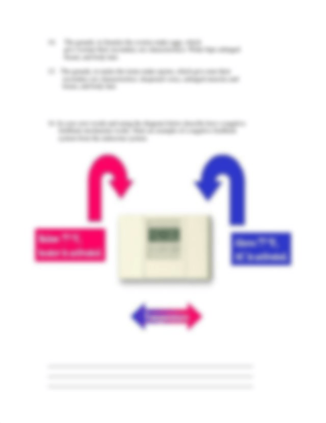 Endocrine System Video Worksheet.doc_dt7cwgbx4g2_page3