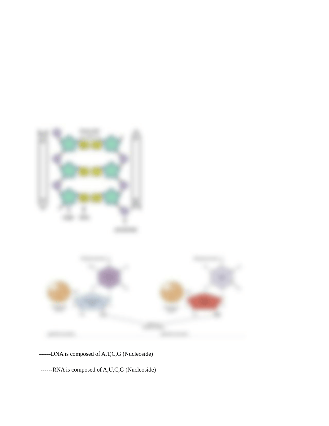 genetic Study Guide.docx_dt7psjxzlhz_page3