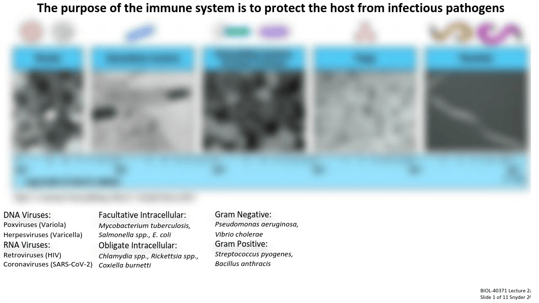 Lecture 2a_Introduction to Innate Immunity.pdf_dt7ysmtcx30_page4