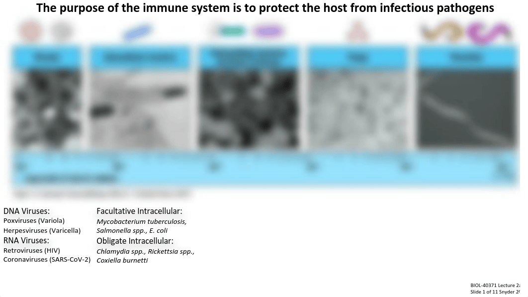 Lecture 2a_Introduction to Innate Immunity.pdf_dt7ysmtcx30_page3