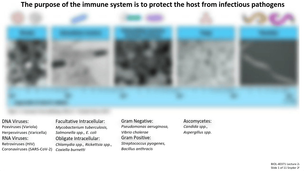 Lecture 2a_Introduction to Innate Immunity.pdf_dt7ysmtcx30_page5