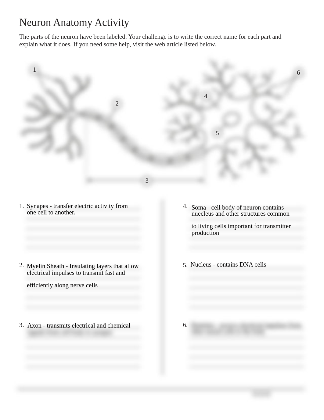 aab_neuron_anatomy_activity_0.pdf_dt8dzaj4mw3_page1