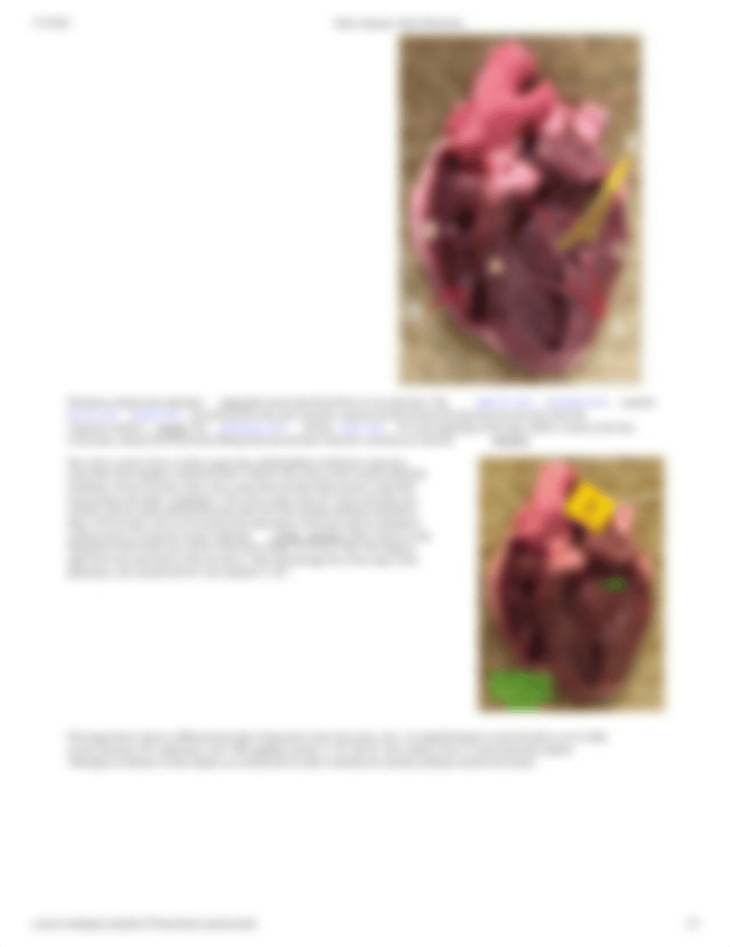 Heart Anatomy_ Heart Dissection.pdf_dt93lk649ww_page2