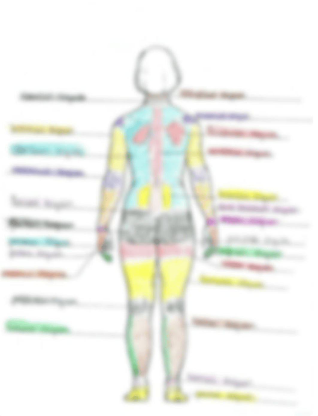 Posterior regional anatomy_dt98ghflut0_page1